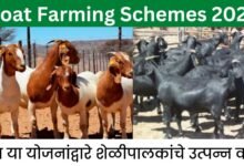 Goat Farming Schemes 2023