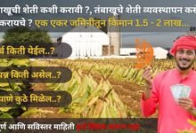 Tobacco farming in india